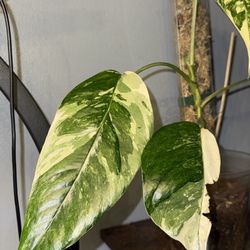 Variegated Epipremnum pinnatum ‘Albo-Variegata’