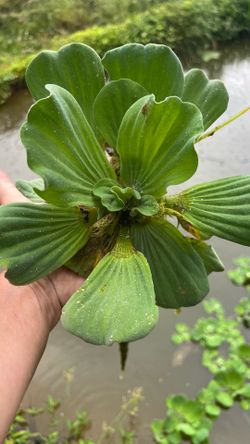 Water lettuce