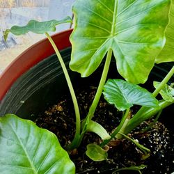 Young Growing Elephant Ear