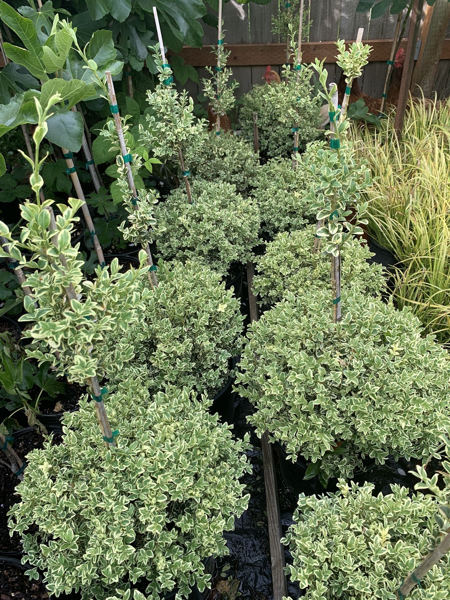 Topiary Boxwood Plants
