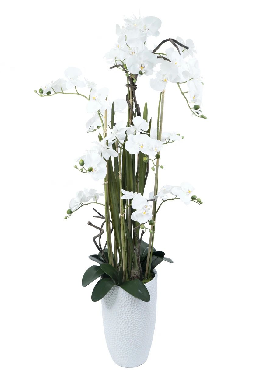 Orchid Arrangement Arreglo De Orquídeas 64” Grande Vase Blanca Flor Blanca 
