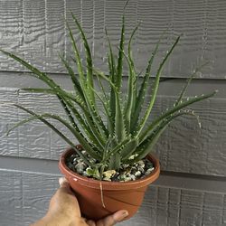 Aloe Vera