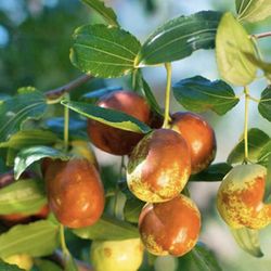 Jujube Chinese Apple Trees 
