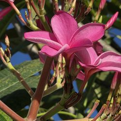 Exotic Plumeria 10.00 Cutting!