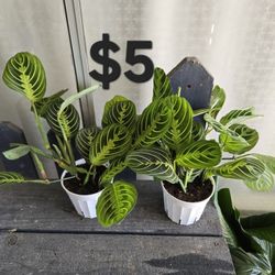 Lemon Lime Maranta 