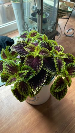 Rare coleus houseplant