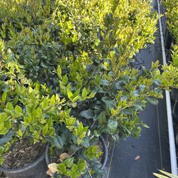 Ligustrum japonicum, Waxleaf Privet Hedges plant, 5gal