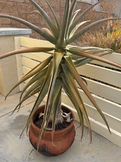 Large Agave Plant in Terra Cotta Pot
