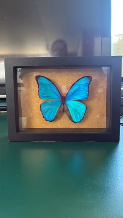 Butterfleeees