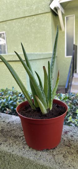 Young Aloe Vera Plant