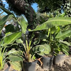 Bird Of Paradise