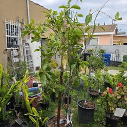Arbol De Nanche Fruta