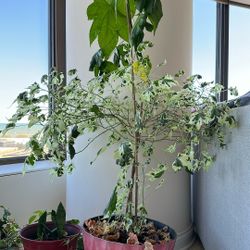 Indoor Variegated Maple Plant With Pot