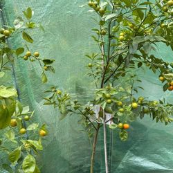 Fruiting Calamondins 