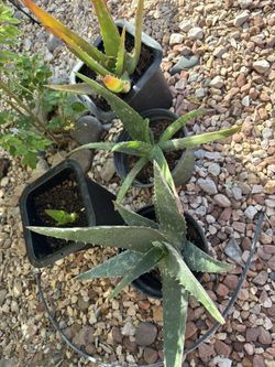 Live Healthy and Well Rooted Aloe Vera 