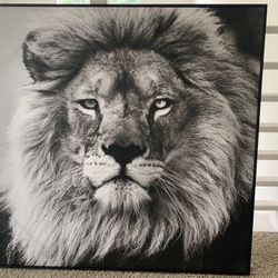 Lion Canvas