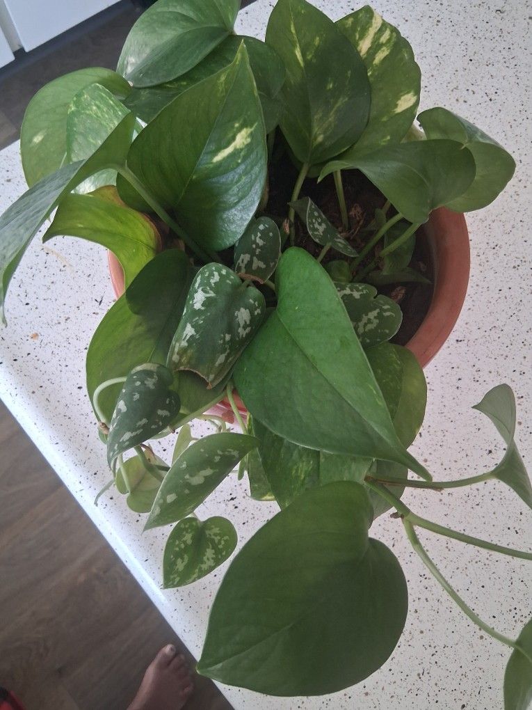 Pothos Plant...