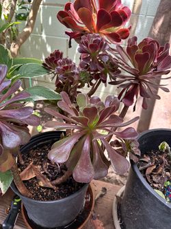 Aeonium Arboreum Purple Succulent Plant