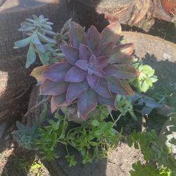 Planta De Suculenta Varios Tipos