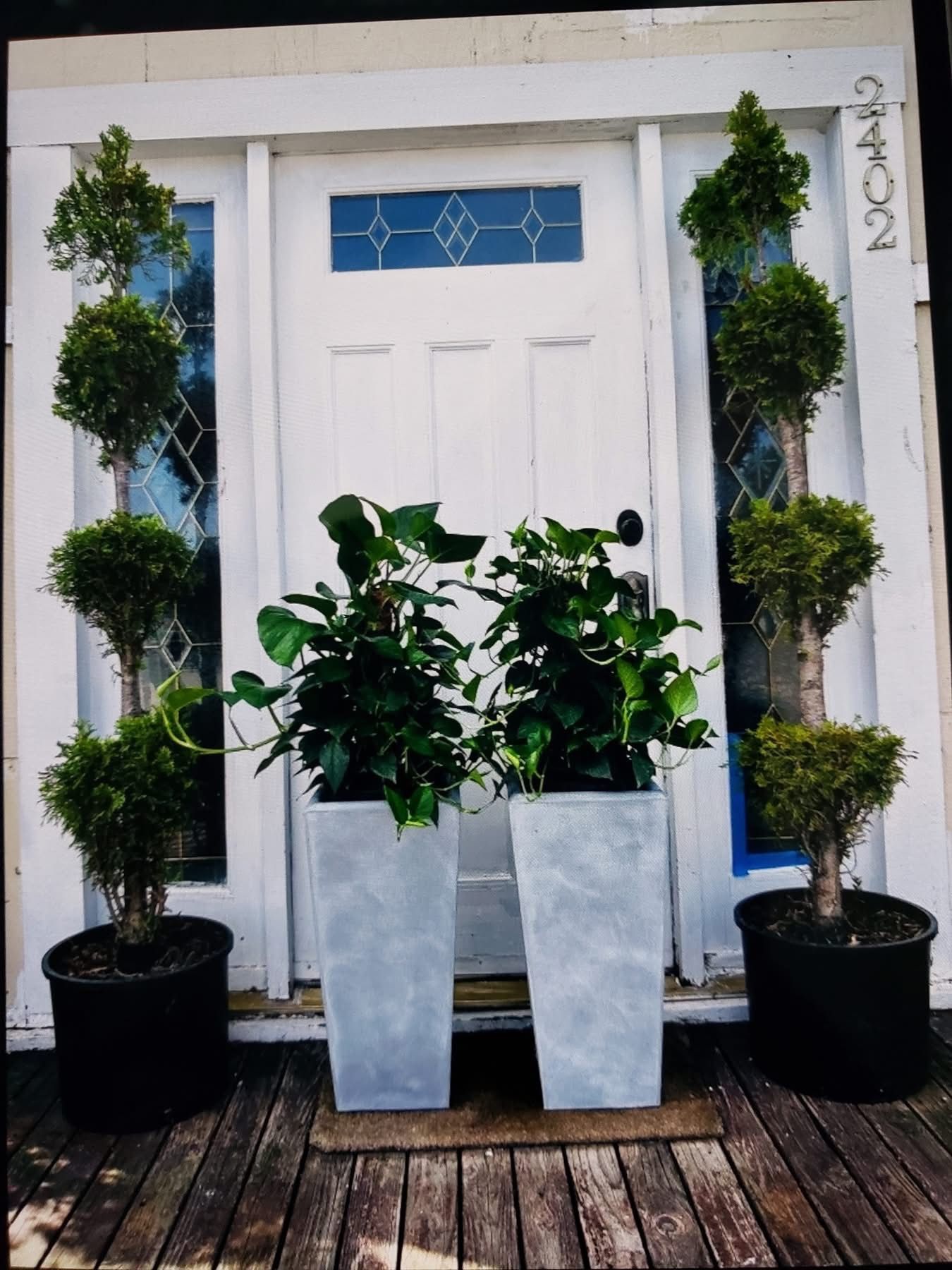 $69 Each Beautiful Pothos