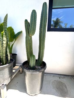 15 Gallon Cactus