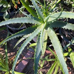 Aloe Vera Plants In A Pot 