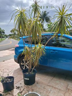Madagascar dragon tree (Dracaena) $55 10 gal.