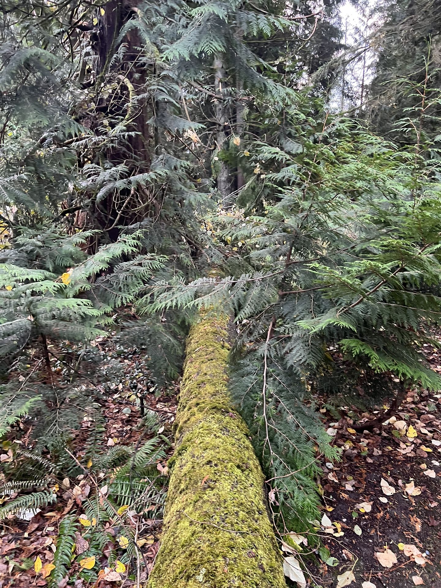 Free Firewood - Update 12/26