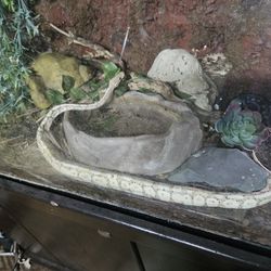 Banana Het Pied Bought At Reptile Expo For 250