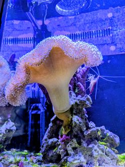 Red Sea Max Nano 20 Gal Saltwater Reef Tank