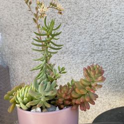 Succulents Plant In A Pink Planter  ..