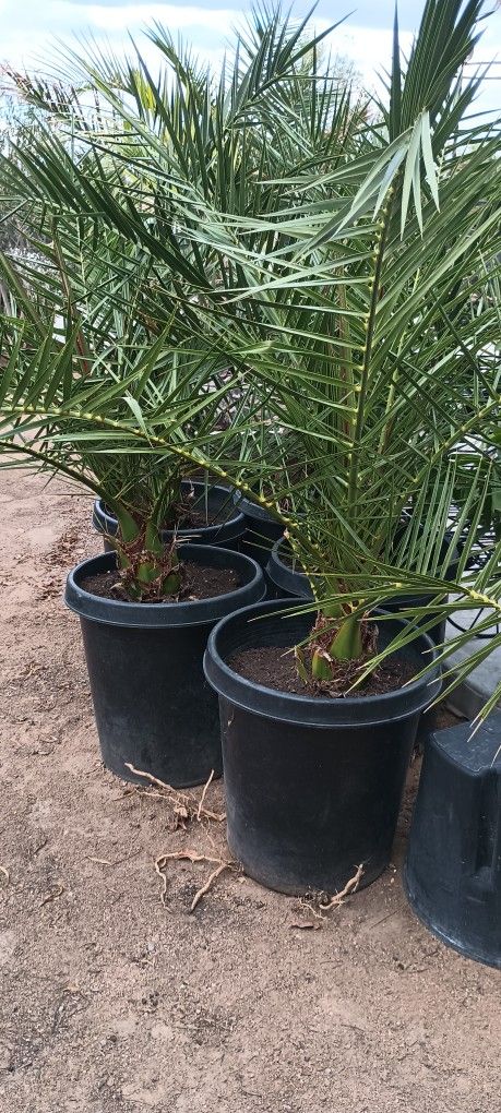 Canary Palms.