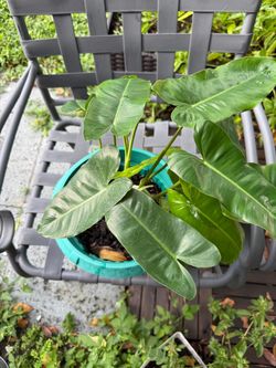 Green Congo philodendron