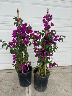 Purple bougainvillea 45$ each
