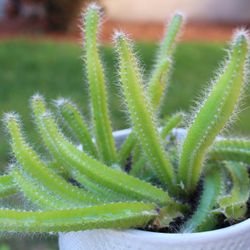 Soft Fuzzy Cactus