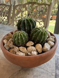 Small Cactus