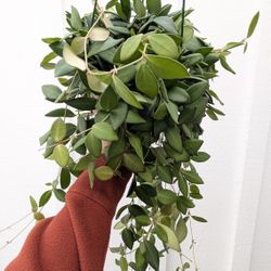 Hoya Burtoniae Plant 6" Pot - Indoor House Plants 