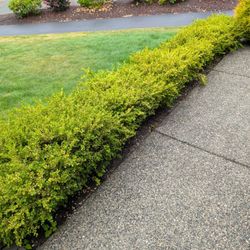 Box Dwarf Hedges