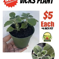 Vicks Plant 