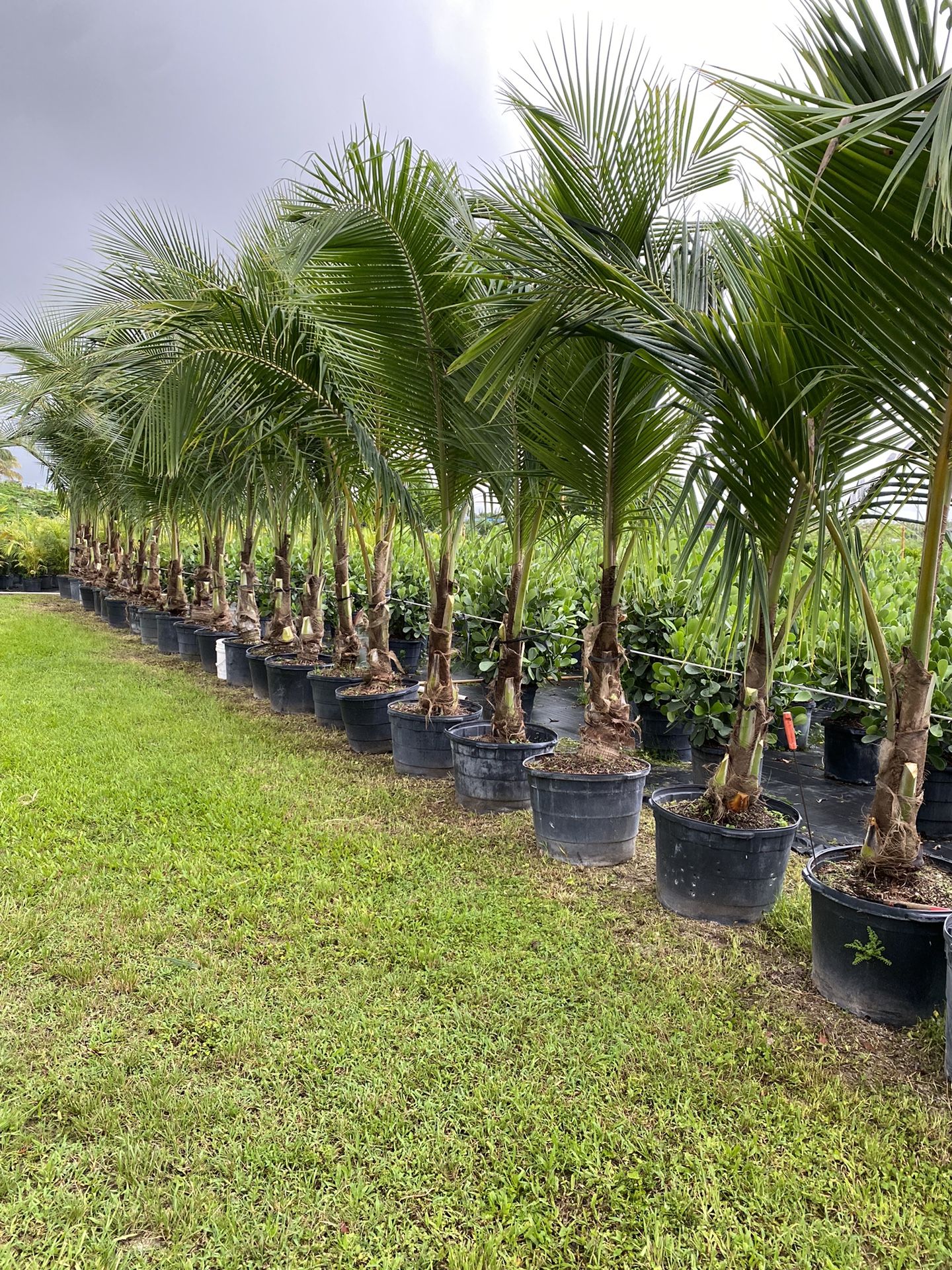 Palma De Coco - Main Image