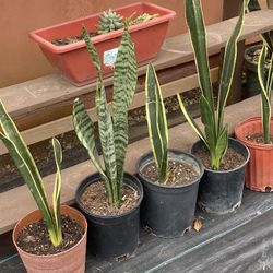 Snake Plant