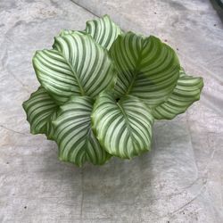 6” Calathea Orbifolia Super Full