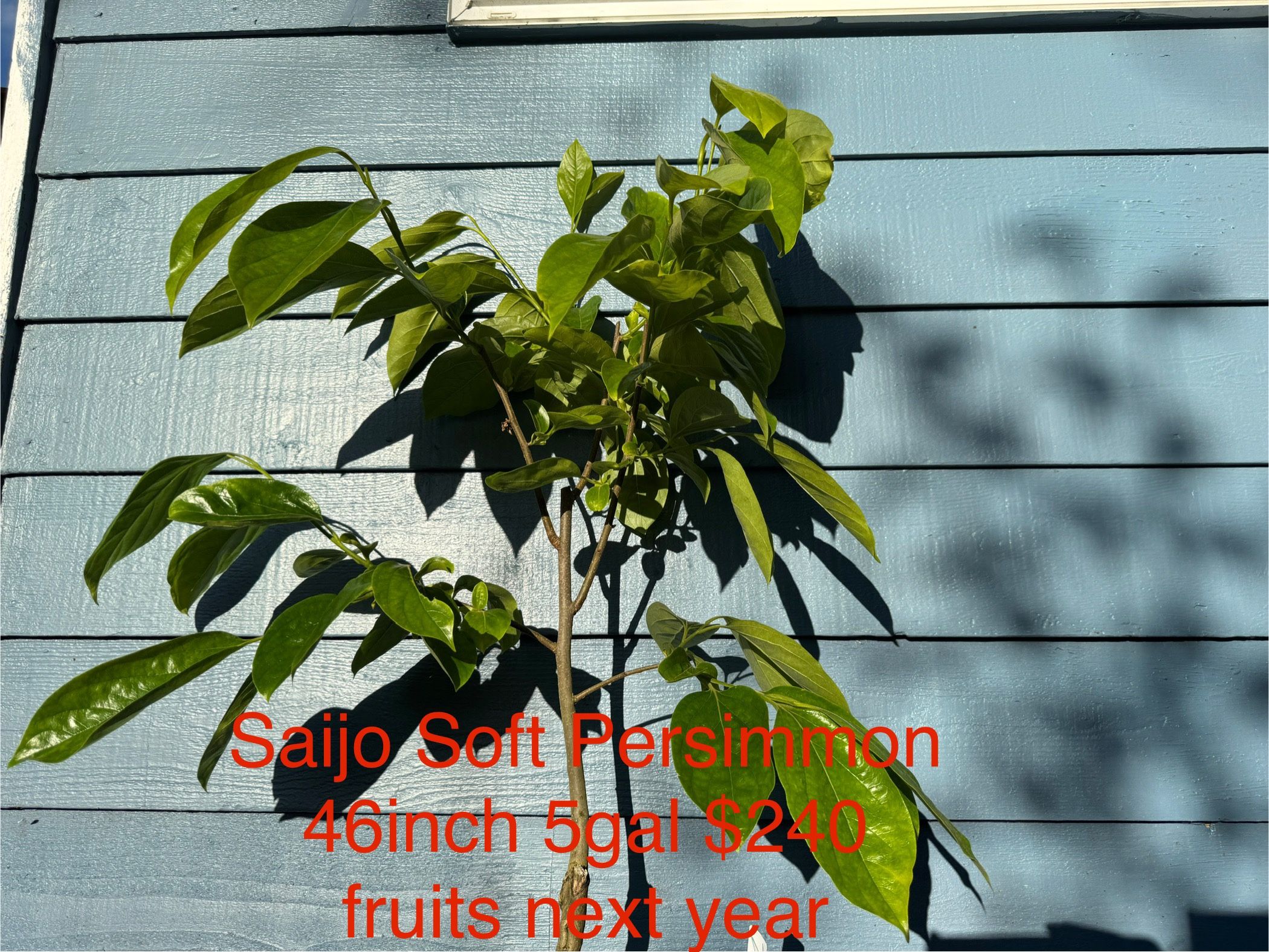 saijo soft persimmon tree