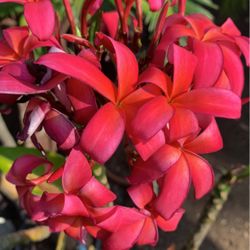 pedazo de plumeria