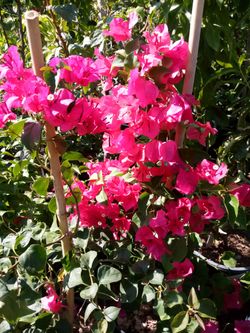 Variedad De Plantas