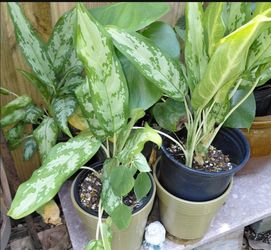 Aglaonema Chinese Evergreen Potted Plants