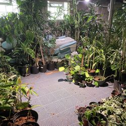 🪴 🍃 Tons of houseplants available for sale! Sunday, June 8 west side of Cleveland 11a-2p 🌴 🌱