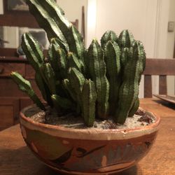 Tanzanian Zipper Plant (Euphorbia polygona var. anoplia) – Mature Specimen in Handmade Ceramic Bowl