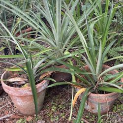 Pineapple plant $15.00 EACH  CASH, TEXT FOR PRICES. 