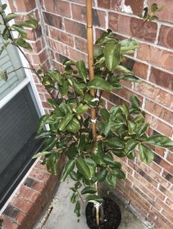 Persimmon tree 6+ feet tall , hibernating ready to plant in fall